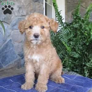Alvin, Mini Aussiedoodle Puppy